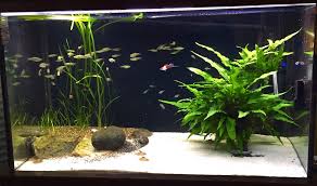 How to Relocate Your Aquarium Without Killing Your Fish